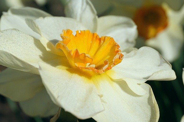 Free graphic flower narcissus daffodil to be edited by GIMP free image editor by OffiDocs