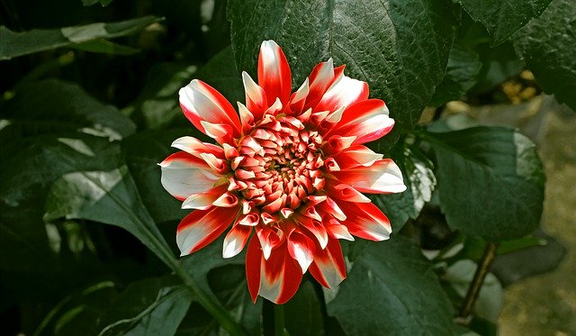 Muat turun percuma gambar percuma daun mawar taman alam bunga untuk diedit dengan editor imej dalam talian percuma GIMP