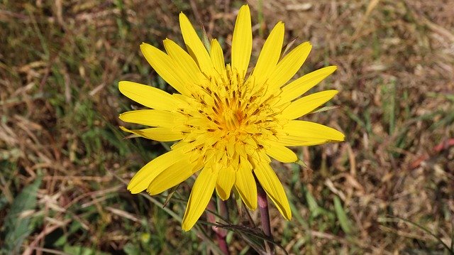 Descarga gratuita Flower Nature Spring - foto o imagen gratis y gratuita para editar con el editor de imágenes en línea GIMP