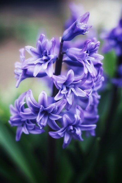 Bezpłatne pobieranie kwiatów natura wiosenna flora roślina bezpłatne zdjęcie do edycji za pomocą bezpłatnego edytora obrazów online GIMP