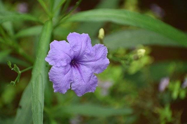 Gratis download Flower Neuter Beauty Lavender - gratis foto of afbeelding om te bewerken met GIMP online afbeeldingseditor
