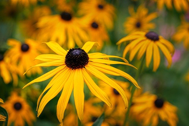 Descărcare gratuită petale de flori coneflower cu ochi negri imagini gratuite pentru a fi editate cu editorul de imagini online gratuit GIMP