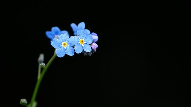 Free download flower petals blue bud drops free picture to be edited with GIMP free online image editor