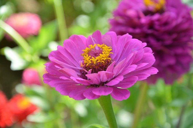 Kostenloser Download Flower Petals Color Purple kostenlose Fotovorlage zur Bearbeitung mit GIMP Online-Bildbearbeitung