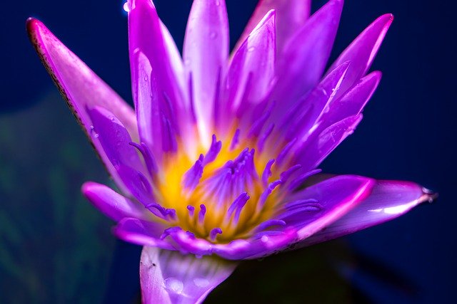 Gratis download bloemblaadjes dauwdruppels regen gratis foto om te bewerken met GIMP gratis online afbeeldingseditor