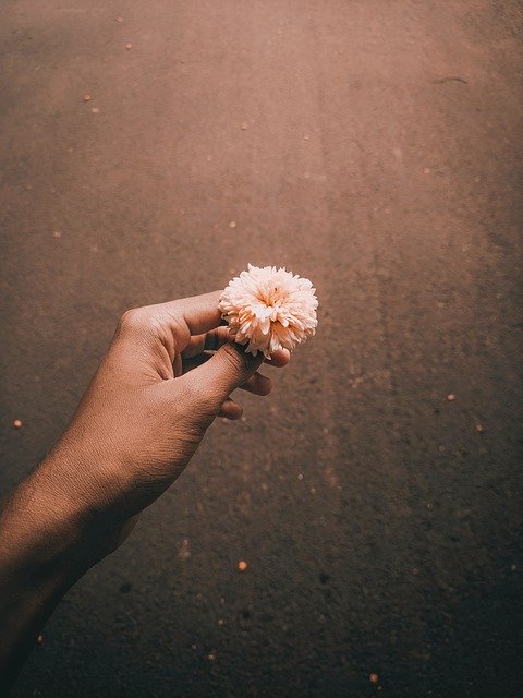Free download flower petals hand dream colourful free picture to be edited with GIMP free online image editor