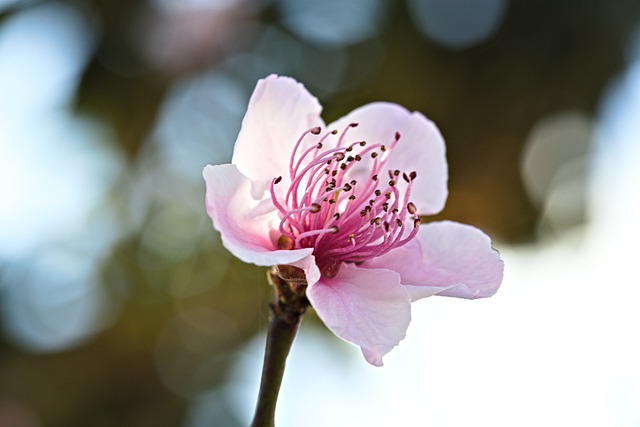 Free download flower petals stamens flora botany free picture to be edited with GIMP free online image editor