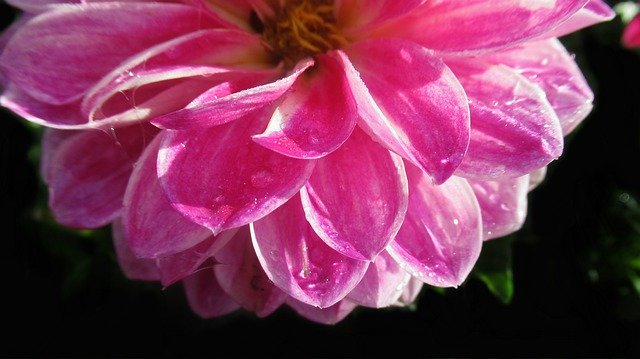 Descarga gratuita Flower Pink Dahlia - foto o imagen gratuita para editar con el editor de imágenes en línea GIMP