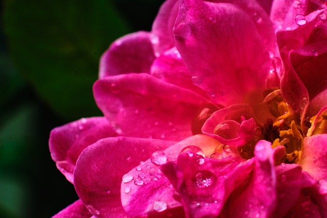 Free download flower pink flower dew dewdrops free picture to be edited with GIMP free online image editor