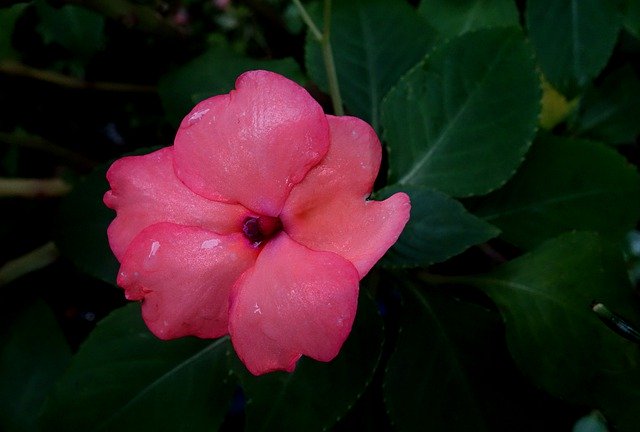 قم بتنزيل صورة زهرة الزهرة الوردية النباتية مجانًا ليتم تحريرها باستخدام محرر الصور المجاني على الإنترنت من GIMP