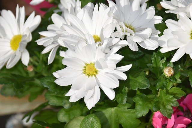 Free download flower pink flower plant vegetable free picture to be edited with GIMP free online image editor