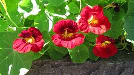 Kostenloser Download Flower Plant Blossom kostenlose Fotovorlage zur Bearbeitung mit GIMP Online-Bildbearbeitung