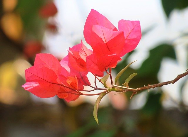 ดาวน์โหลดฟรี ดอกไม้ พืช ธรรมชาติ สวน ใบไม้ รูปภาพที่จะแก้ไขด้วย GIMP โปรแกรมแก้ไขรูปภาพออนไลน์ฟรี