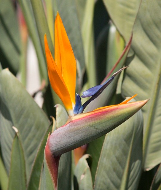 Free download flower plant orange nature green free picture to be edited with GIMP free online image editor