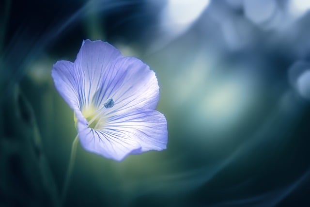 Download gratuito di piante da fiore fiori primaverili fioritura foto gratis da modificare con l'editor di immagini online gratuito di GIMP