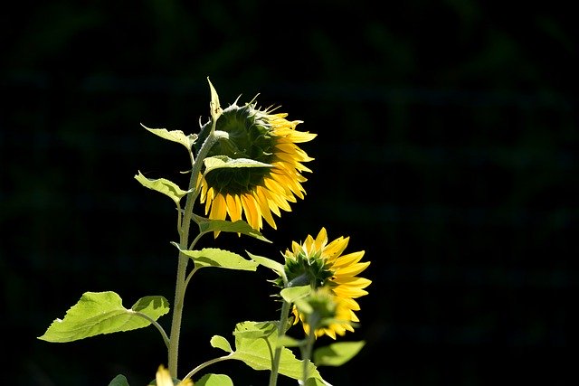 Muat turun percuma tumbuhan bunga bunga matahari mekar gambar percuma untuk diedit dengan editor imej dalam talian percuma GIMP