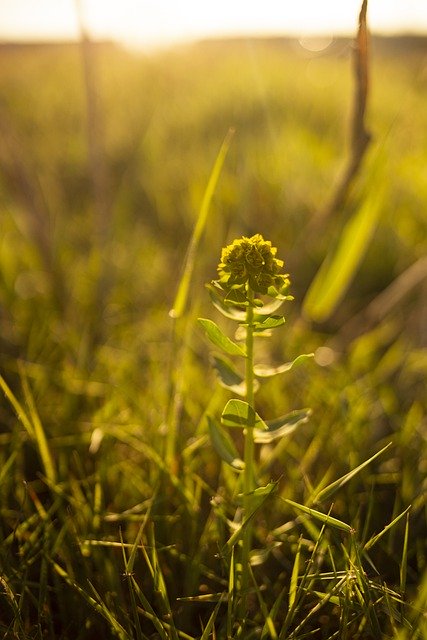 Free download flower plant sun summer flora free picture to be edited with GIMP free online image editor