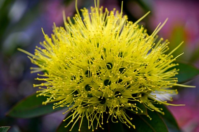Free download flower plant xanthostemon flora free picture to be edited with GIMP free online image editor