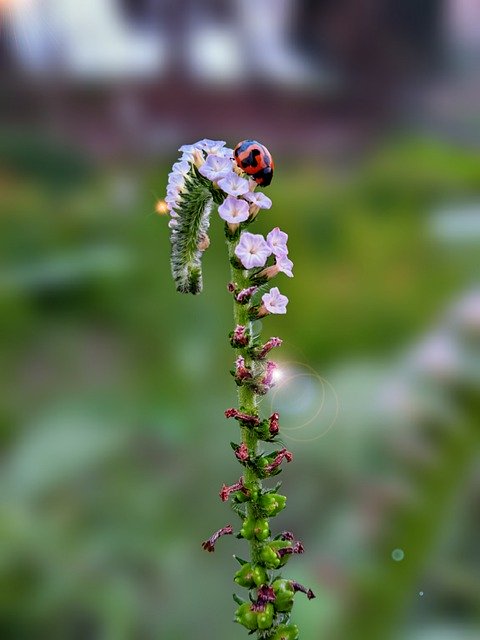 Free download flower pollination botany bloom free picture to be edited with GIMP free online image editor