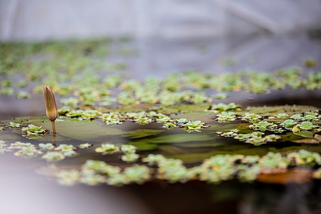 Free download flower pond lotus water wallpaper free picture to be edited with GIMP free online image editor