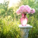 Flowerpot in thesunny garden  screen for extension Chrome web store in OffiDocs Chromium