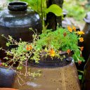 Flower pots and jars  screen for extension Chrome web store in OffiDocs Chromium