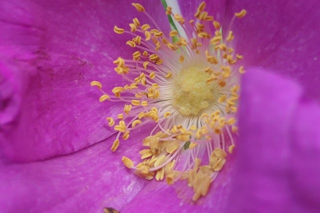 Kostenloser Download der Blume, lila Staubgefäße, Blüte, kostenloses Bild zur Bearbeitung mit dem kostenlosen Online-Bildeditor GIMP