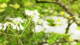 Free download Flower River Water -  free video to be edited with OpenShot online video editor