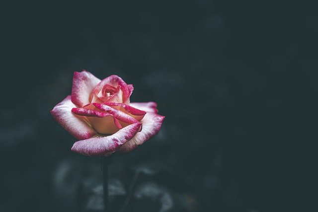 Free download flower rose after the rain blooming free picture to be edited with GIMP free online image editor