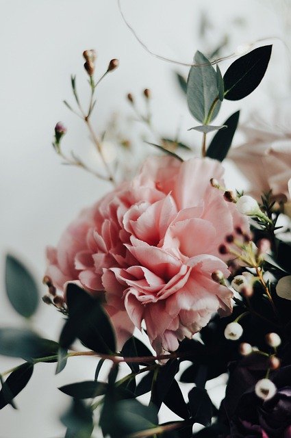 Free download flower rose blossom botany bloom free picture to be edited with GIMP free online image editor