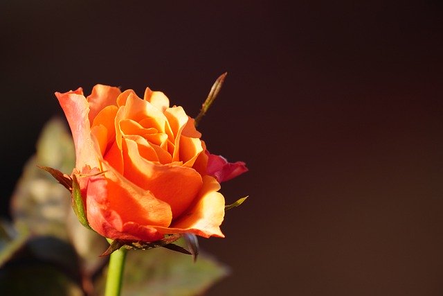 Free download flower rose orange rose flora free picture to be edited with GIMP free online image editor