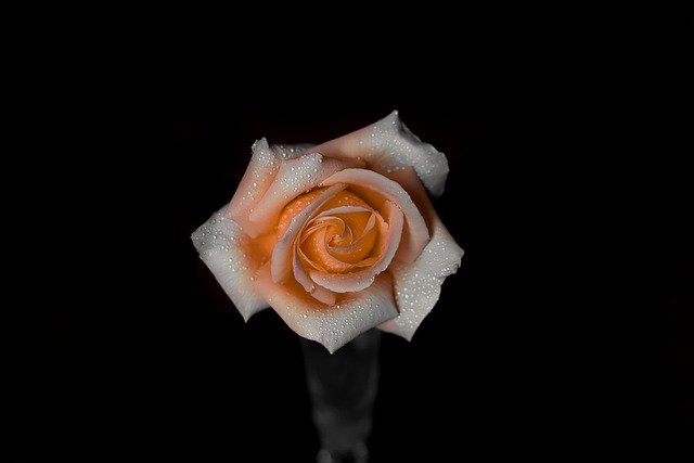 Free download flower rose pink white white rose free picture to be edited with GIMP free online image editor