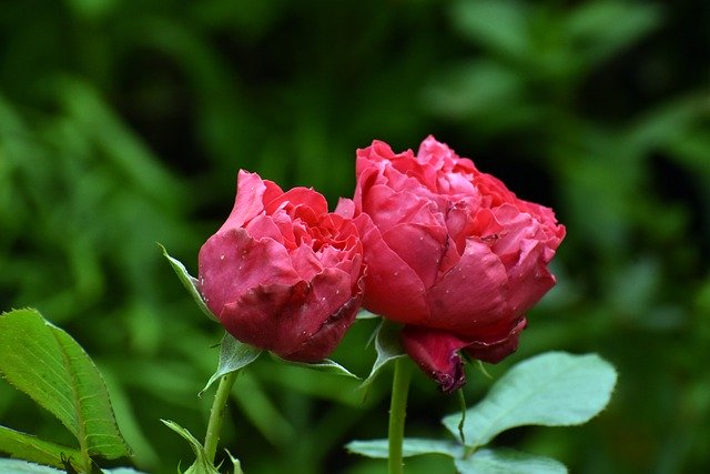Scarica gratuitamente l'immagine gratuita di fiori di rose piante di giardini verdi da modificare con l'editor di immagini online gratuito GIMP