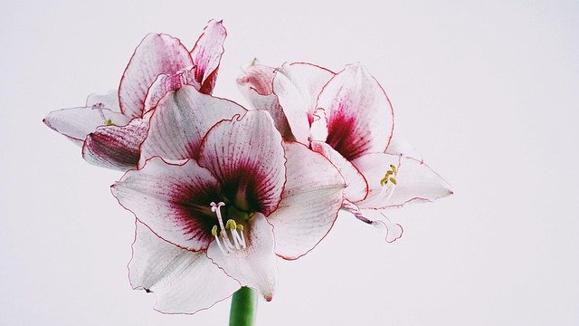 Kostenloser Download von Blumenstempel-Blütenblättern, kostenloses Bild zur Bearbeitung mit dem kostenlosen Online-Bildeditor GIMP