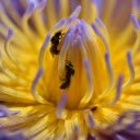 Flowers and bees  screen for extension Chrome web store in OffiDocs Chromium