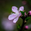 Flowers and Buds  screen for extension Chrome web store in OffiDocs Chromium