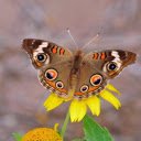 Flowers and butterflies  screen for extension Chrome web store in OffiDocs Chromium
