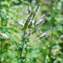 Flowers and butterflies  screen for extension Chrome web store in OffiDocs Chromium