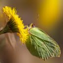 Flowers and butterflies leaves  screen for extension Chrome web store in OffiDocs Chromium