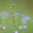 Flowers and dragonflies  screen for extension Chrome web store in OffiDocs Chromium