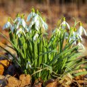 Flowers and dried leaves  screen for extension Chrome web store in OffiDocs Chromium
