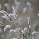 Flowers and frost  screen for extension Chrome web store in OffiDocs Chromium