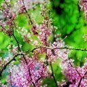 Flowers and leaves  screen for extension Chrome web store in OffiDocs Chromium