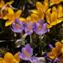 Flowers and purple flowers  screen for extension Chrome web store in OffiDocs Chromium