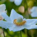 Flowers and rain  screen for extension Chrome web store in OffiDocs Chromium