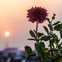 Flowers and sunset  screen for extension Chrome web store in OffiDocs Chromium