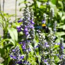flowers and sunshine  screen for extension Chrome web store in OffiDocs Chromium