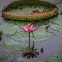 flowers and water lily leaves  screen for extension Chrome web store in OffiDocs Chromium