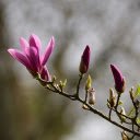 Flowers and young leaves  screen for extension Chrome web store in OffiDocs Chromium