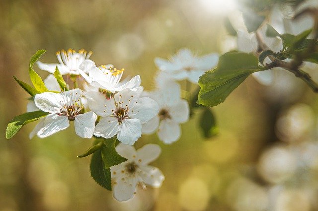 김프 무료 온라인 이미지 편집기로 편집할 수 있는 무료 다운로드 꽃 사과 나무 봄 꽃 무료 사진